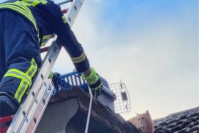 Feuerwehr rettet in Penig Katze in Not - Einige Überredungskunst und Futter waren nötig, um diese Katze vom Dach eines Hauses in Penig zu retten.