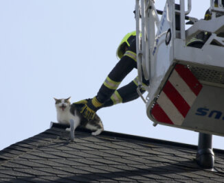 Feuerwehr rettet Katze von Dach - 
