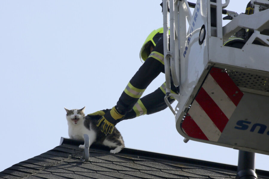 Feuerwehr rettet Katze von Dach - 