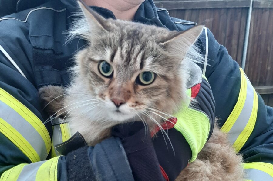 Feuerwehr rettet "Schlafräuberin" vom Dach - Diese Katze hat die Feuerwehr in Mittweida von einem Dach gerettet.