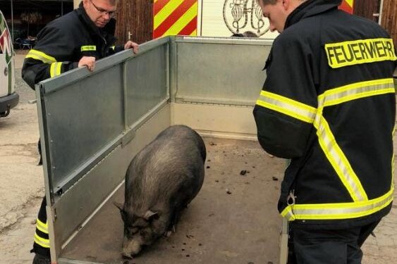 Feuerwehr rückt zu tierischem Einsatz aus - Mitglieder der Adorfer FreiwilligenFeuerwehr lockten ein entlaufenes Hängebauchschwein auf einenAnhänger, um es dann vorläufigin einer Pflegebox unterbringenzu können.