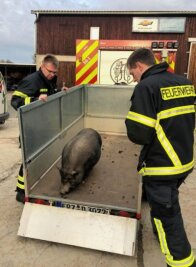 Feuerwehr rückt zu tierischem Einsatz aus - Mitglieder der Adorfer FreiwilligenFeuerwehr lockten ein entlaufenes Hängebauchschwein auf einenAnhänger, um es dann vorläufig in einer Pflegebox unterbringen zu können.