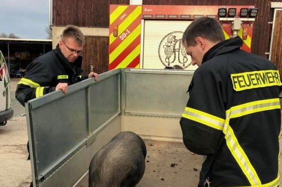 Feuerwehr rückt zu tierischem Einsatz aus - Mitglieder der Adorfer FreiwilligenFeuerwehr lockten ein entlaufenes Hängebauchschwein auf einenAnhänger, um es dann vorläufig in einer Pflegebox unterbringen zu können.