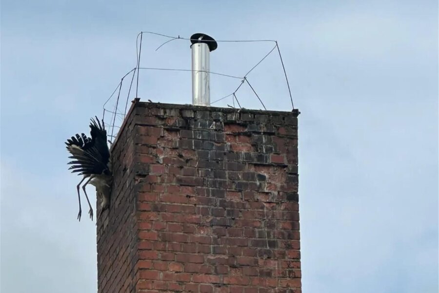 Feuerwehreinsatz in Memmendorf: Storch hängt kopfüber am Schornstein - Kopfüber an der Esse: So hat sich der Storch seinen Heimflug bestimmt nicht vorgestellt.