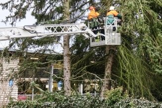 Feuerwehren sichern umstürzenden Baum - Einen Baum, der auf ein Wohnhaus zu stürzen drohte, hat die Feuerwehr am Montag in Bad Schlema gesichert. 