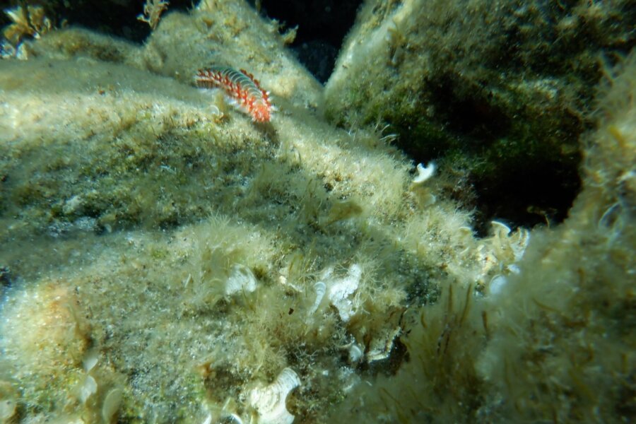 Feuerwurm breitet sich an Italiens Küsten aus - Ein Feuerwurm (Hermodice carunculata) zwischen Korallen im Meer.