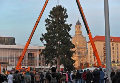 Fichte für Dresdner Striezelmarkt zerbricht beim Verladen - Neuer Baum steht - 