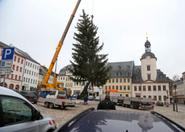 Fichte kommt aus Hohenstein - Der Glauchauer Weihnachtsbaum kommt in diesem Jahr aus Hohenstein-Ernstthal.