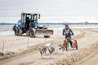 Firma aus dem Vogtland bereitet Strecke für Schlittenhunderennen „Baltic Lights“ auf Usedom vor - Und so sieht der Trail für die Baltic Lights aus - eine planierte und gewalzte Wanne mit Wällen, die gerade für die ungeübten Promis als Orientierung Gold wert sind.