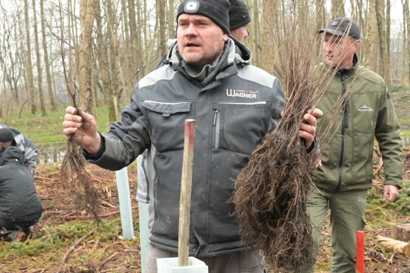 Firma und Stiftung pflanzen 250 Ulmen im Wald - 
