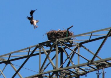 Fischadler und Storch in Hartenstein entdeckt - Der erste Fischadler ist auf sein Nest im Hartensteiner Ortsteil Thierfeld zurückgekehrt.