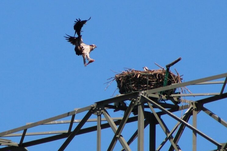Fischadler und Storch in Hartenstein entdeckt - Der erste Fischadler ist auf sein Nest im Hartensteiner Ortsteil Thierfeld zurückgekehrt.