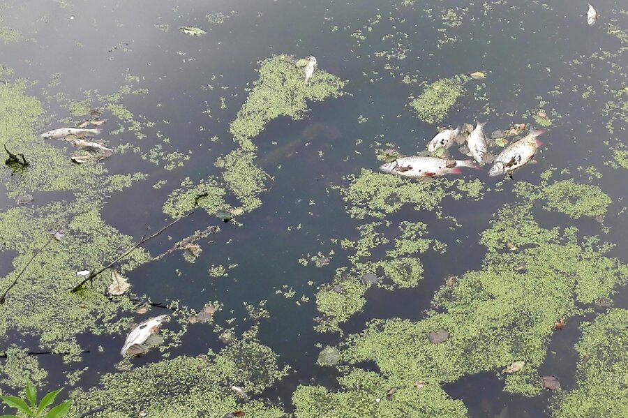 Fischsterben in Zwickauer Teich - Dutzende tote Fische treiben im Langen Teich.