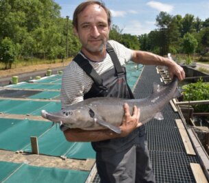 Fischzuchtanlage neu aufgestellt: Frische Ware bei Köchen begehrt - Michael Clauß mit einem Sibirischen Stör. Dieser gehört zu den großen Süßwasser- und Speisefischen, die er unter anderem auf seiner Anlage in Weischlitz züchtet. 