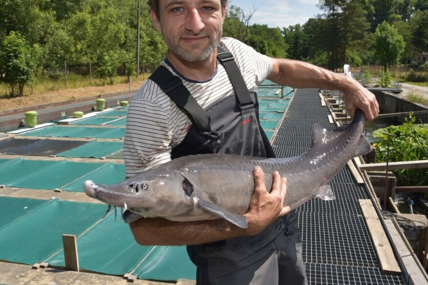 Michael Clauß mit einem Sibirischen Stör. Dieser gehört zu den großen Süßwasser- und Speisefischen, die er unter anderem auf seiner Anlage in Weischlitz züchtet. 