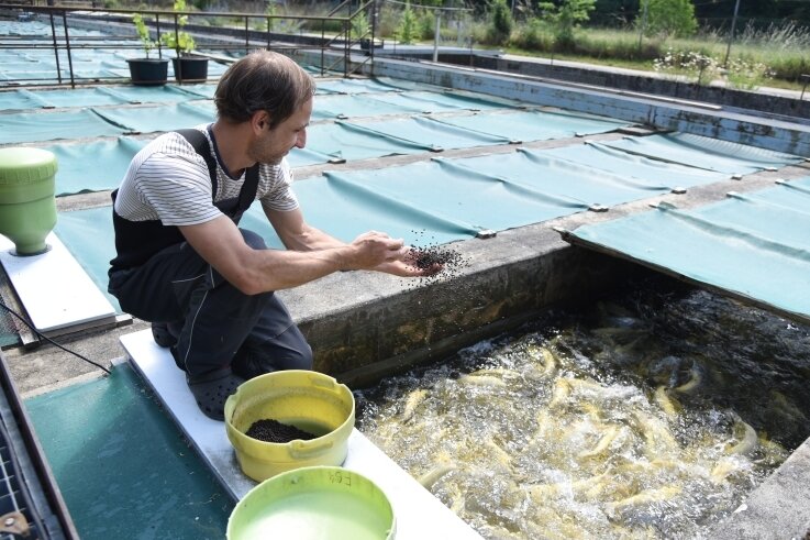 Fischzuchtanlage neu aufgestellt: Frische Ware bei Köchen begehrt - Clauß bei der Fütterung von Goldforellen.