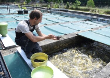 Fischzuchtanlage neu aufgestellt: Frische Ware bei Köchen begehrt - Michael Clauß bei der Fütterung von Goldforellen, die er unter anderem auf seiner Fischzuchtanlage züchtet.