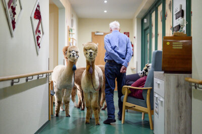 Flauschiger Besuch im Altenheim - Alpakas stehen im Flur des Seniorenheims neben einem Bewohner, der in sein Zimmer geht. 