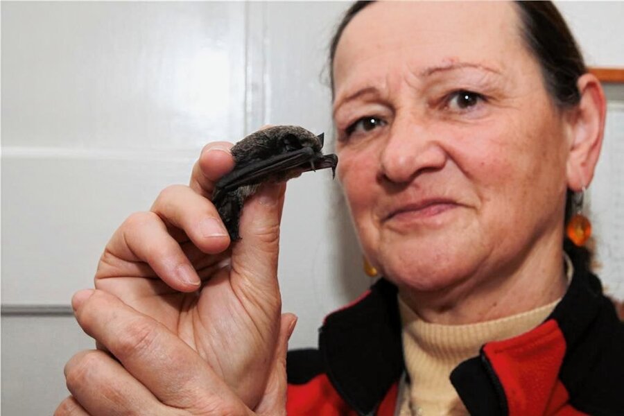 Fledermaus-Expertin päppelt im Vogtland schwache Tiere wieder auf - Sonja Fischer ist in der Region die einzige Ehrenamtliche im Naturschutzbund, die sich auf Fledermäuse spezialisiert hat.
