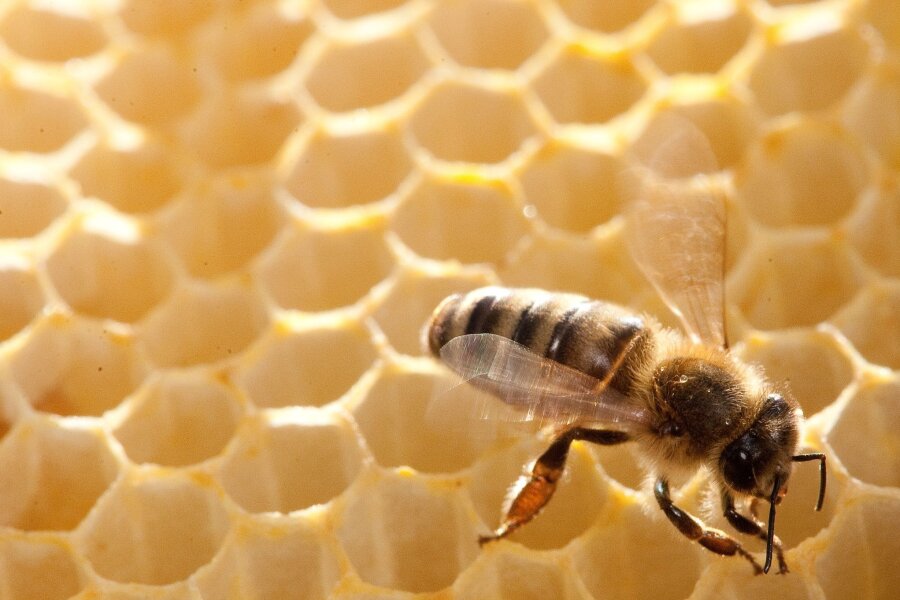 Fleißige Bienchen? Sie fliegen nur so weit sie müssen - Für welche Honigsorte gesammelt wird, ist abhängig von der Jahreszeit und dem Standplatz der Bienenstöcke.