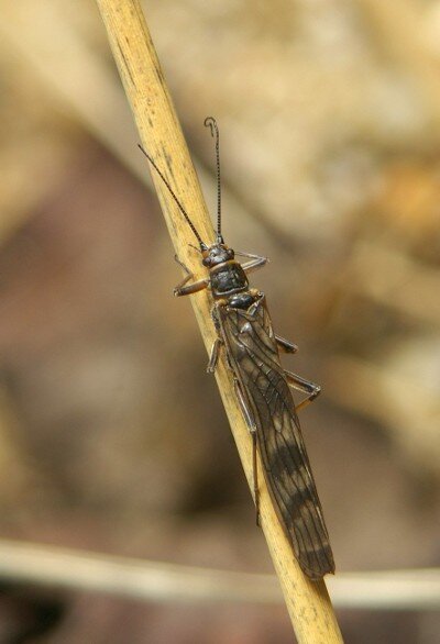 Fliege bürgt für Gewässergüte - Vertreter der Art in der Region: Brachyptera braueri. 