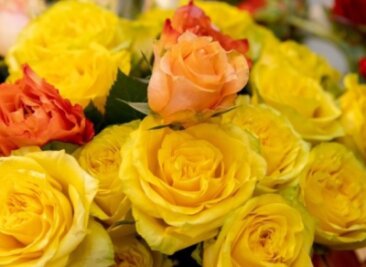 Floristinnen sollen vom boomenden Geschäft mit Pflanzen und Blumen profitieren - 