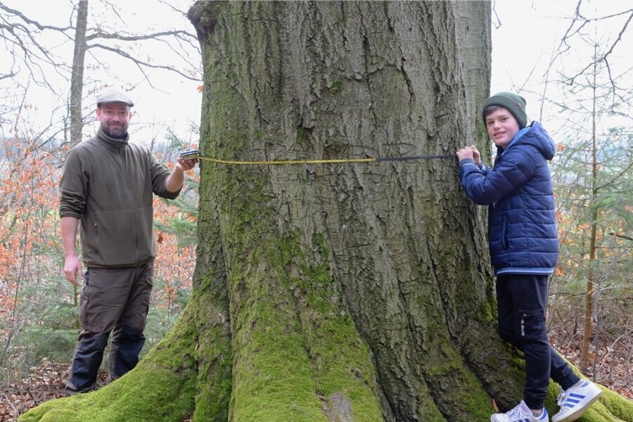 Förster Christoph Knoche und Hannes Riedel maßen den Umfang dieses Baumriesen mit 4,50 Meter. Aber was hat der Stamm dann für einen Durchmesser und wie viel Kubikmeter Holz könnten sich dann aus dem etwa 28 Meter hohen Baum ergeben? 