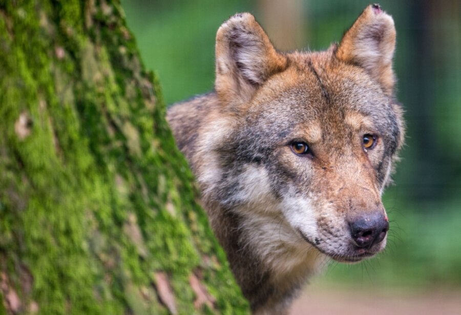 Forscher rätseln: Warum breitet sich der Wolf zögerlich im deutschen Teil des Erzgebirges aus? - In Sachsen gab es zuletzt nachweislich 34 Wolfsterritorien. Konkret waren es 29 Rudel, drei Paare und zwei territoriale Einzeltiere. 