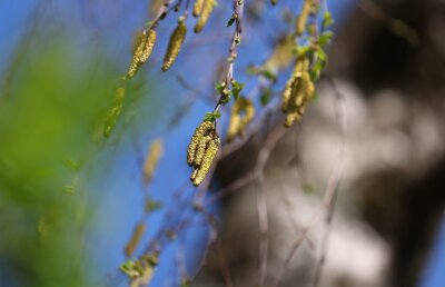 Forscher wollen KI zur Vorhersage von Pollen einsetzen - Birkenpollen hängen an einer Birke bei blauem Himmel und Sonnenschein.