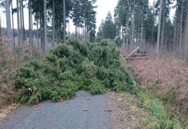 Forstbehörde erfasst Sturmschäden an Fichten - 