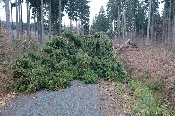 Forstbehörde erfasst Sturmschäden an Fichten - 