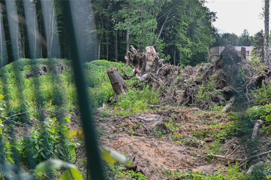 Forstbehörde ermittelt zu Baumfällungen im Ferienpark in Limbach-Oberfrohna: Warum mussten zahlreiche Bäume weichen? - Mehrere Bäume und Wurzelstöcke wurden auf dem Gelände des Ferienparks „Hoher Hain“ in Limbach-Oberfrohna ohne Genehmigung entfernt. Die Untere Forstbehörde ermittelt.