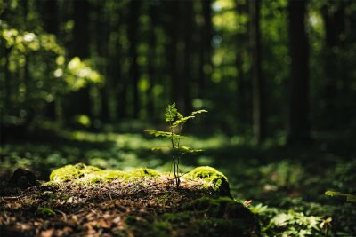 Forstbezirk Marienberg schult Waldbesitzer - Eine Schulung für Waldbesitzer und interessierte Bürger findet am Sonnabend statt.