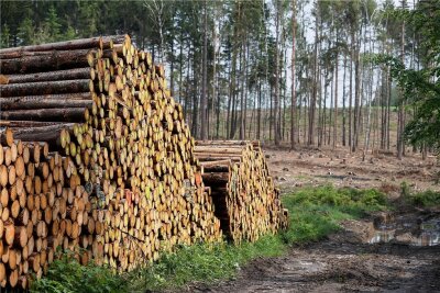 Forstminister: Sachsens Wälder konnten nicht verschnaufen - Stämme aus einem Holzeinschlag im Erzgebirge. Vielerorts mussten Bäume wegen Borkenkäferschäden gefällt werden. Aber auch für den Waldumbau werden vor allem Fichten herausgenommen.
