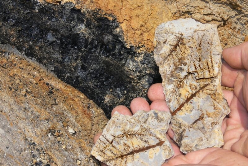 Fossiliensammler buddeln Baum-Urahnen aus - <p class="artikelinhalt">Die Fossilienexperten entdeckten in Stenn Urahnen der heutigen Nadelbäume. Im Hintergrund ist ein kleines Kohlenflöz zu sehen. </p>