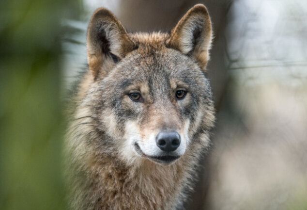 Foto von Wolfsrudel am Aschberg: Echt oder ein Fake? - Symbolbild eines Wolfs
