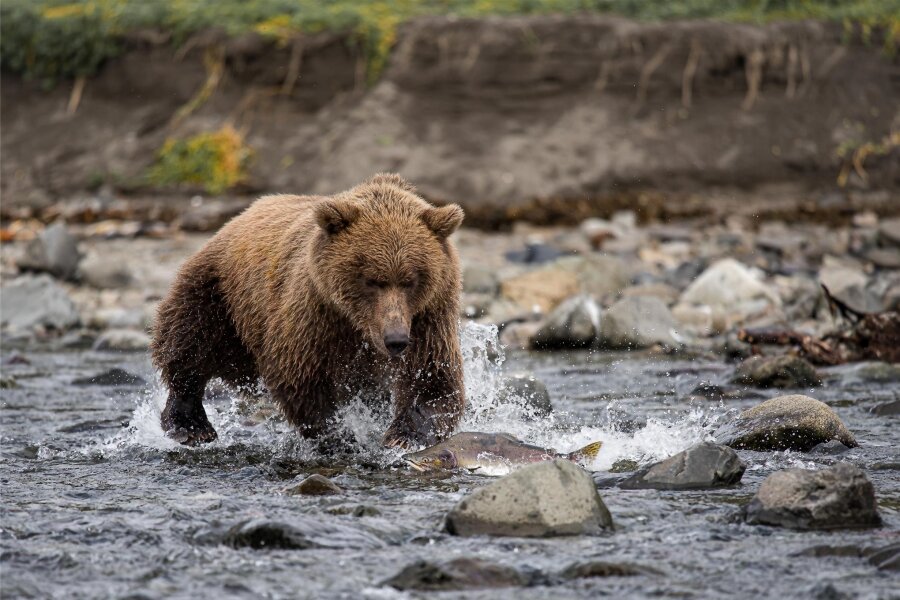 Fotograf nimmt mit zu den Grizzlys in Alaska und Kanada - Diesen Grizzlybär hat Thomas Lange im Gebiet Katmai, einer nahezu menschenleeren Region in Alaska, aufgenommen.