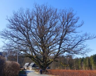 Fotorätsel 1351: Baum gesucht - 