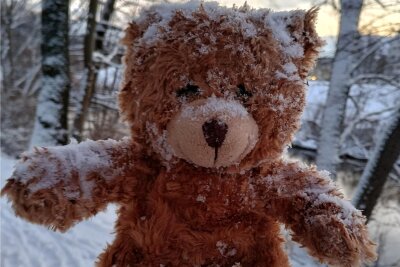 Fotostory über gefundenen Teddybär erobert auf Facebook Zwickauer Herzen - Steifgefroren saß der Teddy an der Mulde in einer Astgabel.