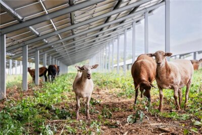 Fotovoltaik und Landwirtschaft auf einer Fläche? Chemnitz sagt Nein zu gemeinsamer Nutzung. - Schafe unter einem Solardach. Sogenannte Agri-PV-Anlagen, wie sie in Nachbarlandkreisen zum Teil bereits geplant werden, sollen auf Landwirtschaftsflächen in Chemnitz vorläufig tabu bleiben.