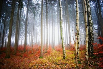 Fotowettbewerb: Die Bilder des Herbstes - 