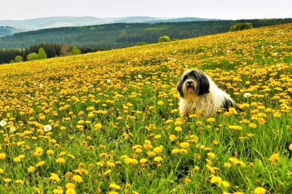 "Hundsblumen mit Hund in Hundshübel! Mehr geht nicht"