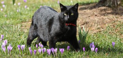 Fotowettbewerb: Katze auf Krokuswiese eröffnet Frühlingsrunde - 