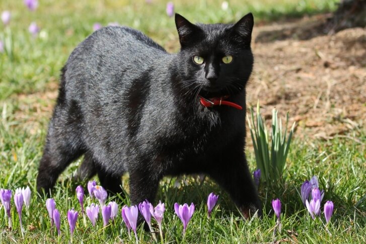Fotowettbewerb: Katze auf Krokuswiese eröffnet Frühlingsrunde - 