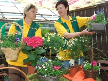 Frühlingsblumen blühen in allen Farben - 
              <p class="artikelinhalt">Für blühende Balkon- und Beetpflanzen interessierten sich die Besucher in der Gärtnerei Schöne besonders. Die Mitarbeiterinnen Ulla Rabe (l.) und Heike Herklotz suchten passende Angebote aus.</p>
            