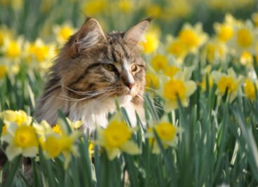 Frühlingsboten für Tiere oft gefährlich - Viele Frühblüher sind giftig für Katzen. 
