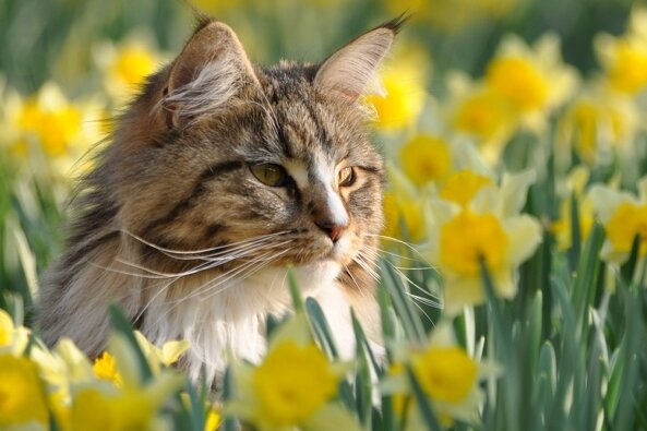 Frühlingsboten für Tiere oft gefährlich - Viele Frühblüher sind giftig für Katzen. 