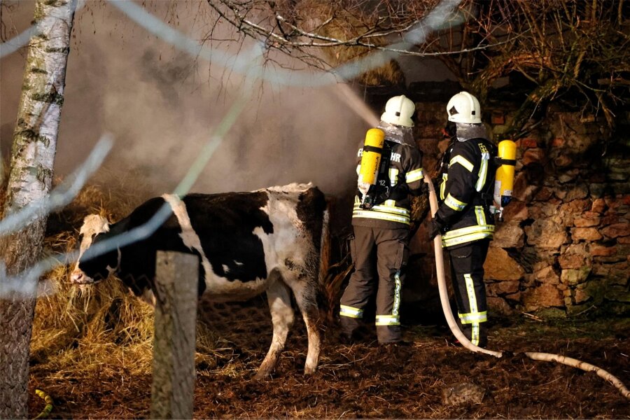 Frankenberg: Feuerwehr-Jahr 2023 hat Mannschaft und Technik stark gefordert - Am 9. Januar 2023 brannten in Mühlbach Strohballen, gelagert zwischen zwei Ställen. Alle 38 Rinder konnten gerettet werden.