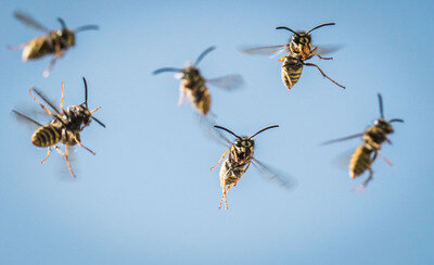 Frankenberg/Oybin: Wespen werden zum Auslöser von Verkehrsunfällen - 
