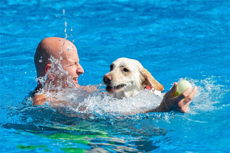 Freibad Mylau: Hundebaden feiert zum Saisonschluss Premiere - Für viele Hunde ist es eine Freude, im Wasser zu toben.